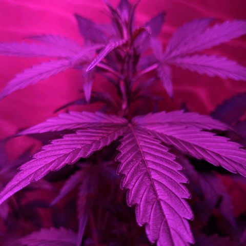 Toxi k growlog timeline photo