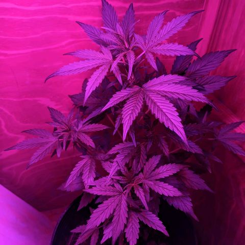 Toxi k growlog timeline photo