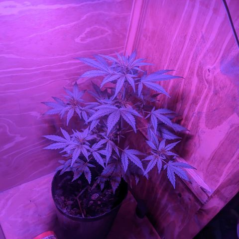 Toxi k growlog timeline photo