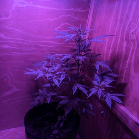 Toxi k growlog timeline photo