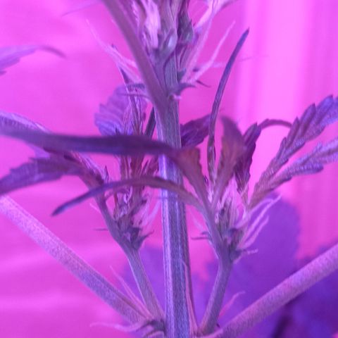 Toxi k growlog timeline photo