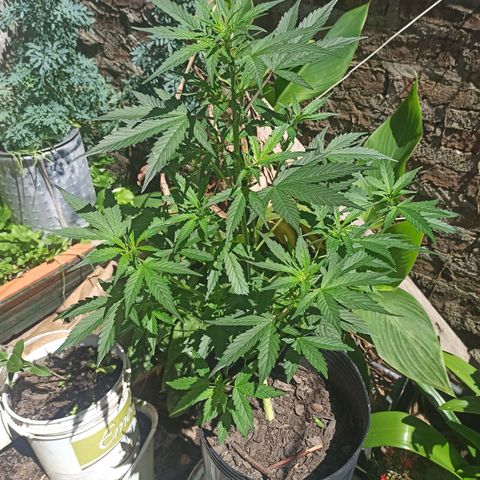 Toxi k growlog timeline photo