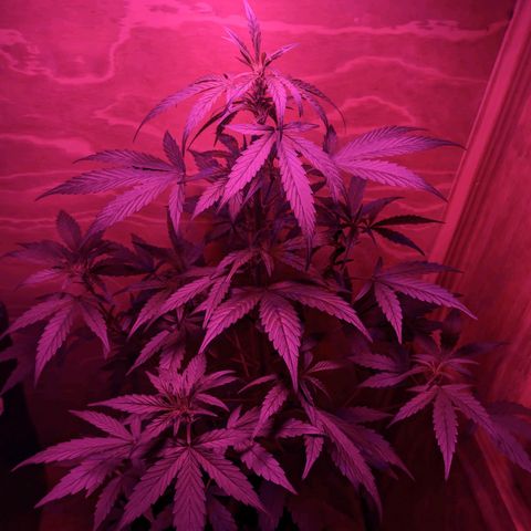 Toxi k growlog timeline photo