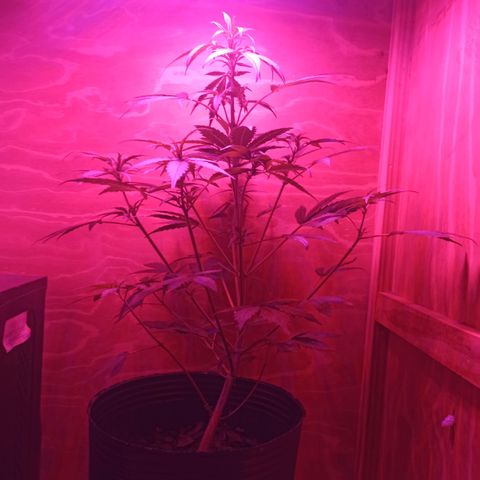 Toxi k growlog timeline photo