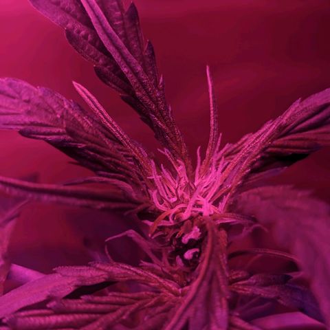 Toxi k growlog timeline photo