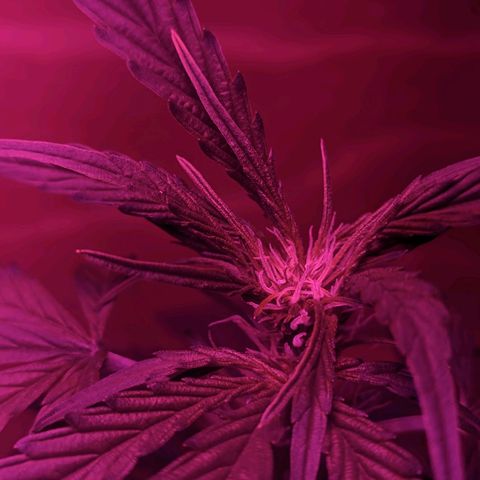 Toxi k growlog timeline photo