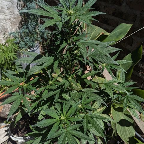 Toxi k growlog timeline photo