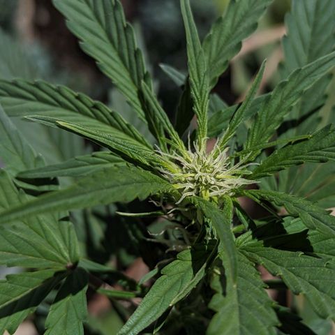 Toxi k growlog timeline photo