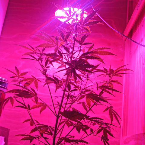 Toxi k growlog timeline photo