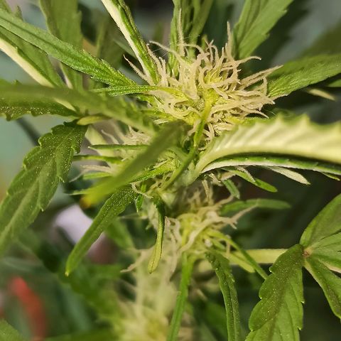 Toxi k growlog timeline photo