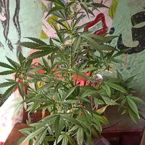 Toxi k growlog timeline photo