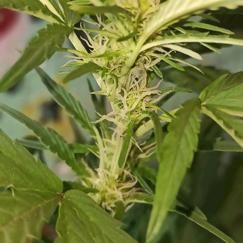 Toxi k growlog timeline photo