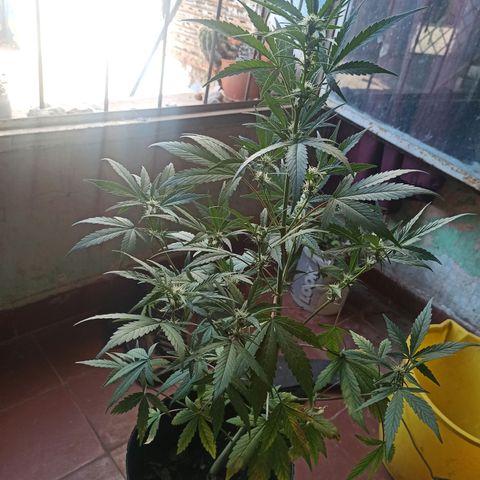 Toxi k growlog timeline photo