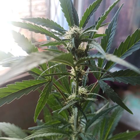Toxi k growlog timeline photo