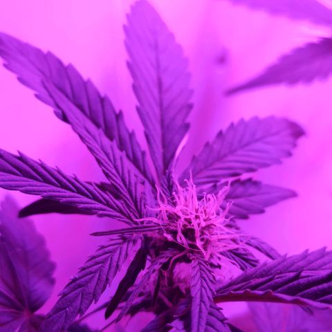 Toxi k growlog timeline photo