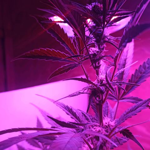 Toxi k growlog timeline photo