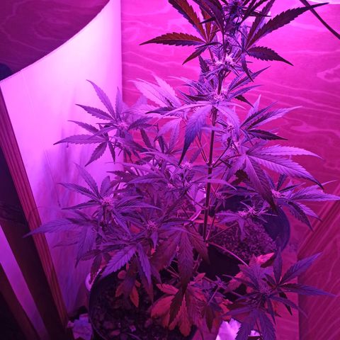 Toxi k growlog timeline photo