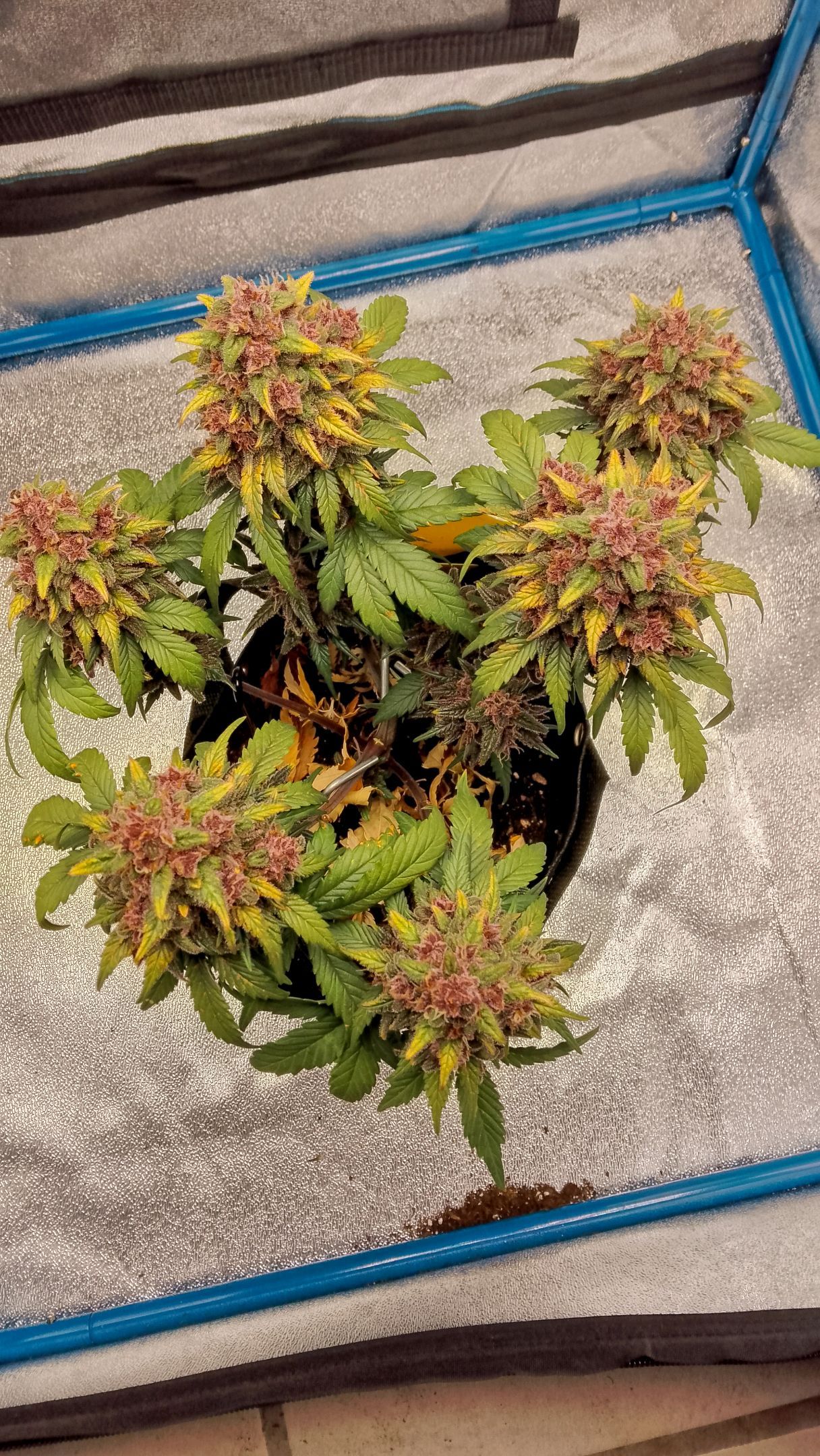 Banana Purple Punch Auto growlog header
