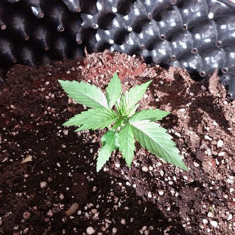"Anna-Rebecca" growlog timeline photo