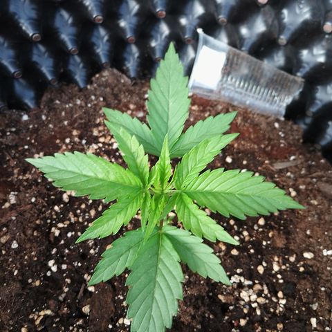 "Anna-Rebecca" growlog timeline photo