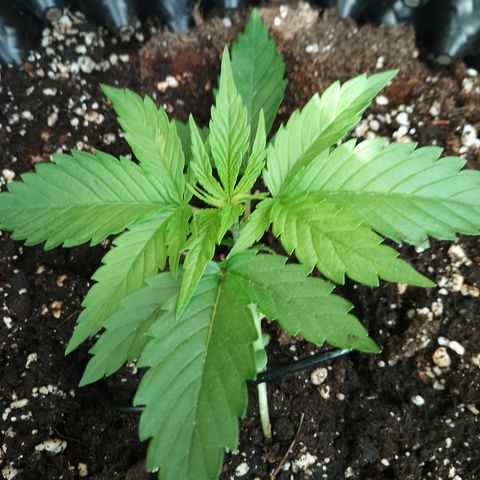 "Anna-Rebecca" growlog timeline photo