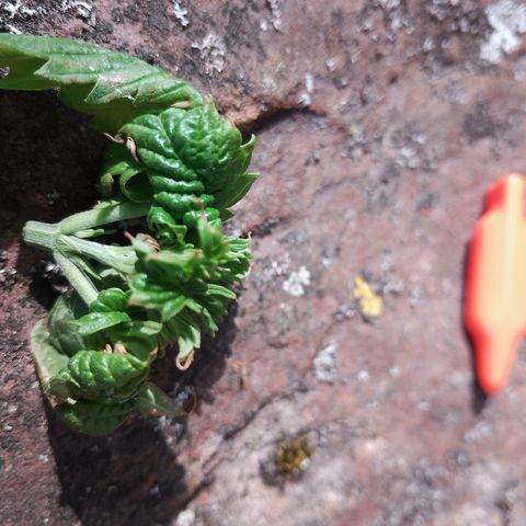 "Anna-Rebecca" growlog timeline photo
