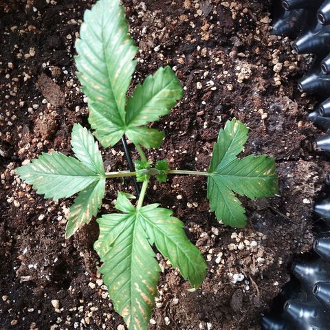 "Anna-Rebecca" growlog timeline photo
