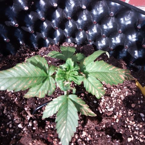 "Anna-Rebecca" growlog timeline photo