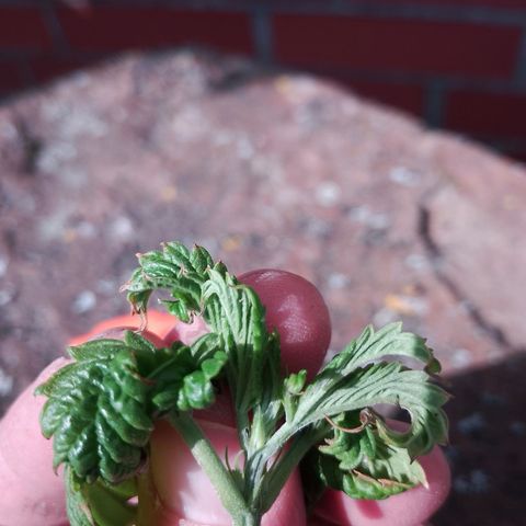 "Anna-Rebecca" growlog timeline photo