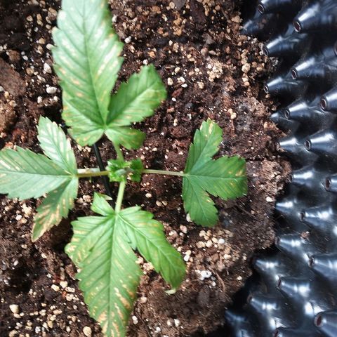 "Anna-Rebecca" growlog timeline photo