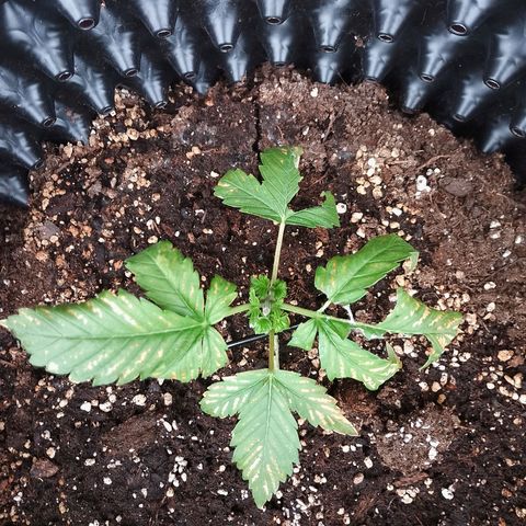 "Anna-Rebecca" growlog timeline photo