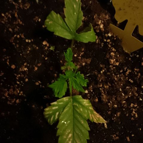 "Anna-Rebecca" growlog timeline photo
