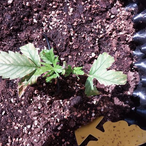 "Anna-Rebecca" growlog timeline photo