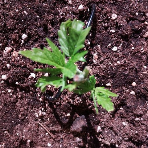 "Anna-Rebecca" growlog photo: Wieder zwei Triebe weniger. Blätter machen keine Photosynthese mehr und kosten nur Energie.