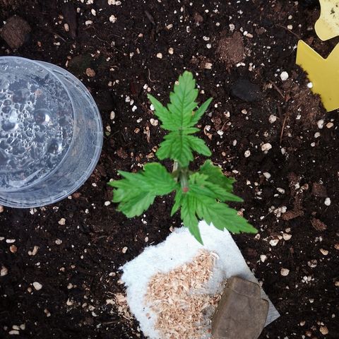 "Anna-Rebecca" growlog timeline photo