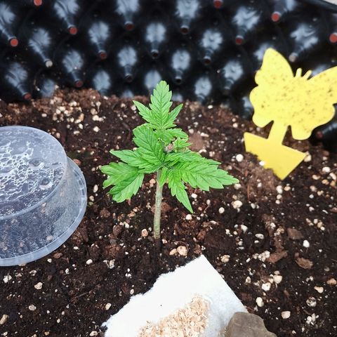 "Anna-Rebecca" growlog timeline photo