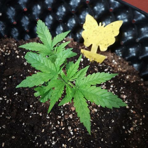"Anna-Rebecca" growlog timeline photo