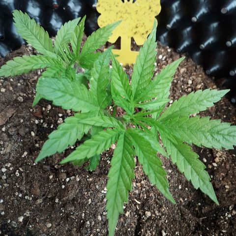 "Anna-Rebecca" growlog timeline photo