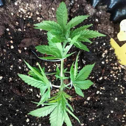 "Anna-Rebecca" growlog photo: LST