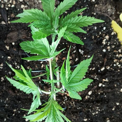 "Anna-Rebecca" growlog timeline photo