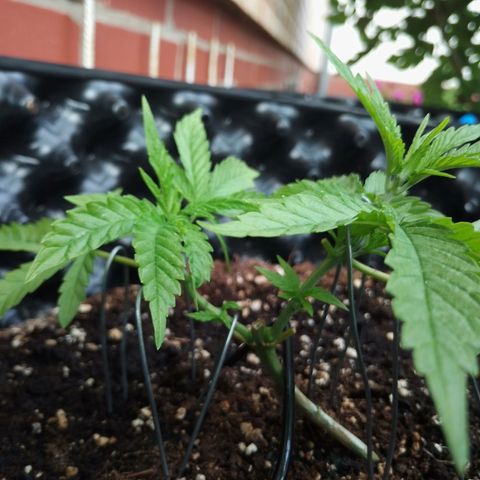 "Anna-Rebecca" growlog timeline photo