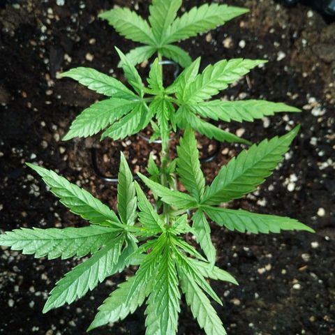 "Anna-Rebecca" growlog timeline photo