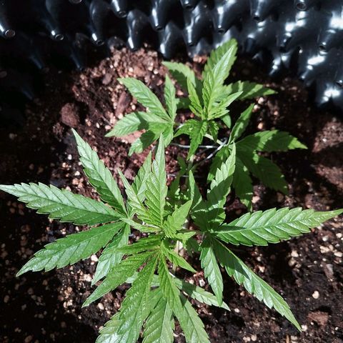 "Anna-Rebecca" growlog timeline photo