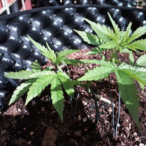 "Anna-Rebecca" growlog timeline photo