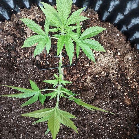 "Anna-Rebecca" growlog timeline photo