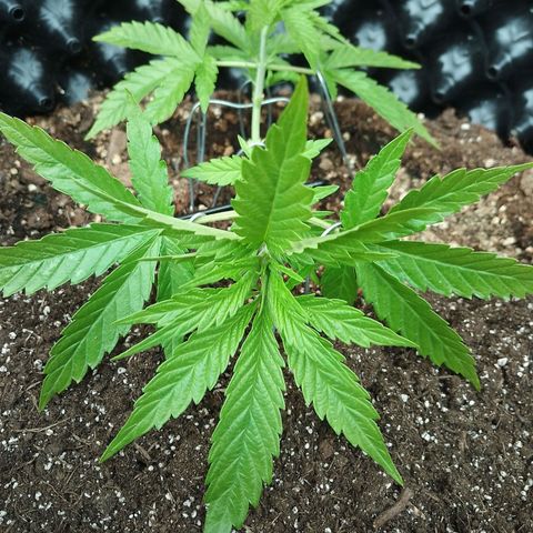 "Anna-Rebecca" growlog photo: LST neu ausgerichtet 