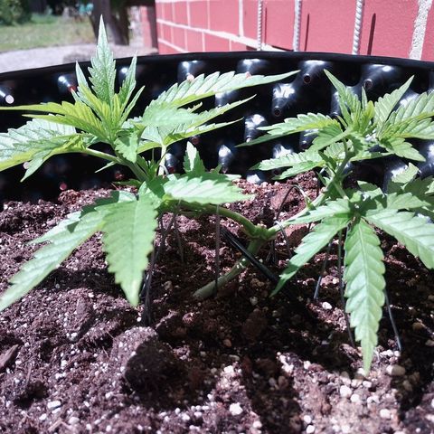 "Anna-Rebecca" growlog timeline photo