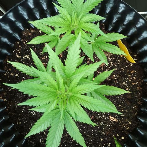 "Anna-Rebecca" growlog timeline photo