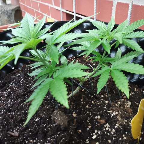 "Anna-Rebecca" growlog timeline photo