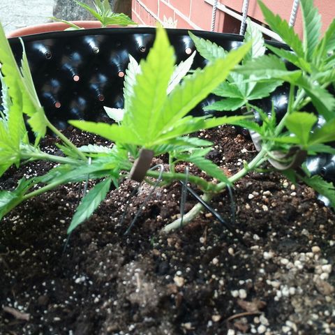 "Anna-Rebecca" growlog photo: LST